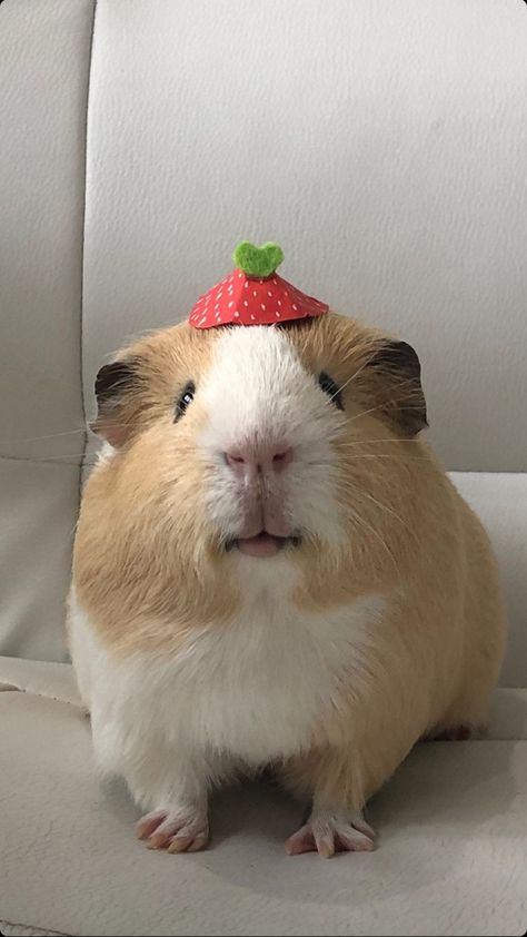 Guenia Pigs Cute, Cute Ginny Pigs, Gineau Pig Aesthetic, Ginnie Pigs, Gine Pig, Guine Pig, Kawaii Hamster, Pig Pics, Guinea Pig Clothes