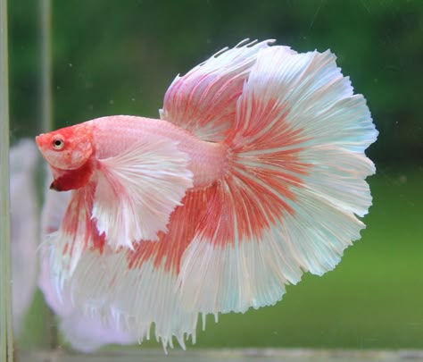 Beautiful Betta. Rainbow Betta Fish, Cool Betta Fish, Beautiful Beta Fish, Pretty Betta Fish, Beta Fish Aesthetic, Pretty Beta Fish, Betta Fish Aesthetic, Pretty Fish Tank, Betta Fish Photography