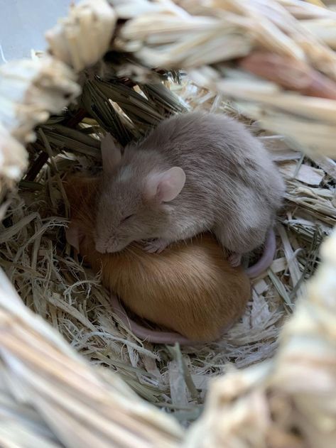 Fancy Mice, Mouse Sleeping, Sleeping Mouse, Mouse Pet, Pet Mouse, Fancy Mouse, Cute Mice, Pet Mice, Cute Rats