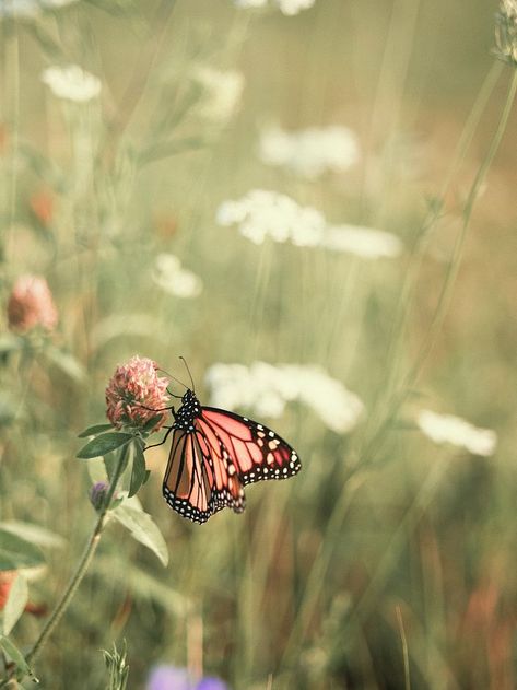 Monarch Butterfly Butterflies Braids, Monarch Photography, Monarch Butterfly Aesthetic, Monarch Butterflies Photography, Nails Butterflies, Background Butterflies, Butterflies Drawing, Butterflies Nails, Tattoo Butterflies