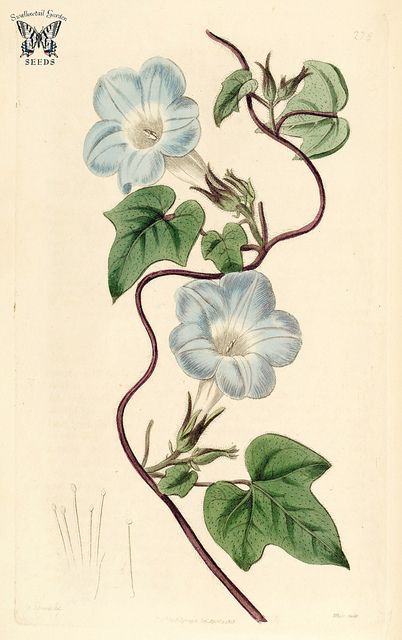 Ivy-leaved morning glory (1818) | by Swallowtail Garden Seeds Morning Glory Tattoo, Ivy Tattoo, Morning Glory Vine, Ivy Flower, Vine Drawing, Morning Glory Flowers, Ivy Leaves, Vine Tattoos, Garden Vines