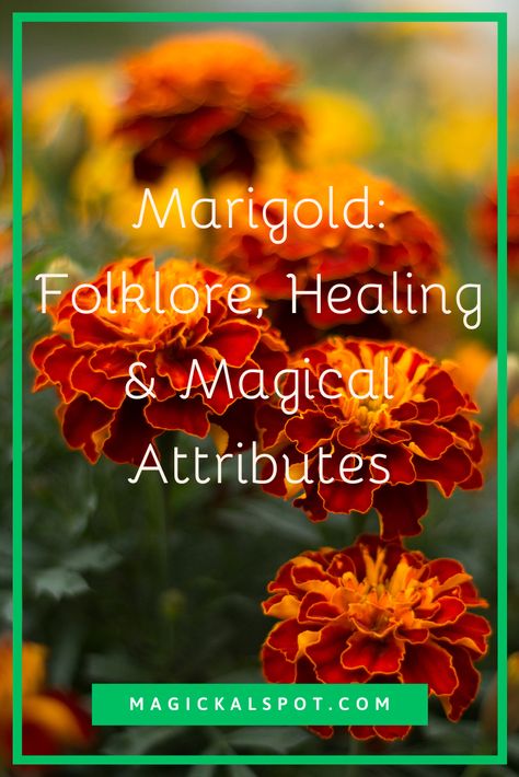 Marigold Benefits Health, Uses For Marigolds, Marigold Medicinal Uses, Morning Glory Magical Properties, Marigold Witchcraft, Marigold Magical Properties, Mexican Mint Marigold, Marigold Salve Recipe, Drying Marigold Flowers