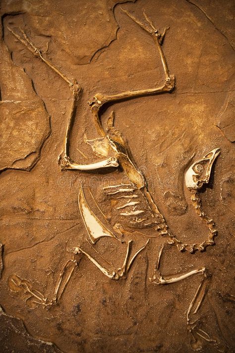 Fossil. Classical fossil view in exibition , #SPONSORED, #Classical, #Fossil, #fossil, #exibition, #view #ad Fossils Aesthetic, Prehistoric Aesthetic, Fossil Photography, Fossil Aesthetic, Paleo Aesthetic, Paleontology Aesthetic, Fossil Illustration, October Goals, Art Documentation