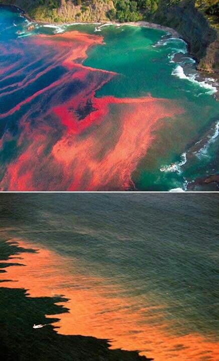 The dinoflagellates are marine plankton cause the water to turn red. They create a phenomenon known as "red tide" Red Tide, Awesome Nature, Marine Biology, Natural Phenomena, Amazing Nature, Natural Wonders, Nature Beauty, Beautiful World, Natural World