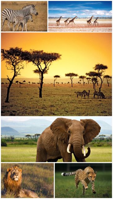 Grassland Animals, Savannah Ecosystem Project, Grassland Ecosystem, Savanna Grassland, Savanna Biome, Grassland Habitat, Deserts Of The World, Natural World, Elephant