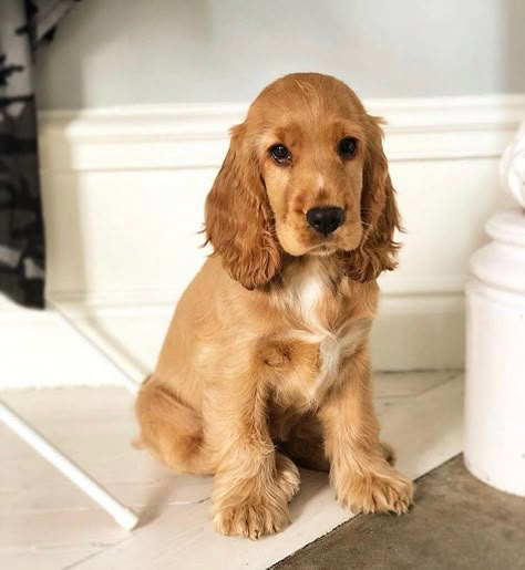 14 Amazing Facts About Cocker Spaniels | Page 2 of 4 | PetPress English Koker Spaniel, Cocker Spaniel Short Haircut, Blonde Cocker Spaniel Puppies, Mini Cocker Spaniel Puppies, Golden English Cocker Spaniel, Koker Spaniel, English Cocker Spaniel Puppy, English Cocker Spaniel Puppies, Golden Cocker Spaniel