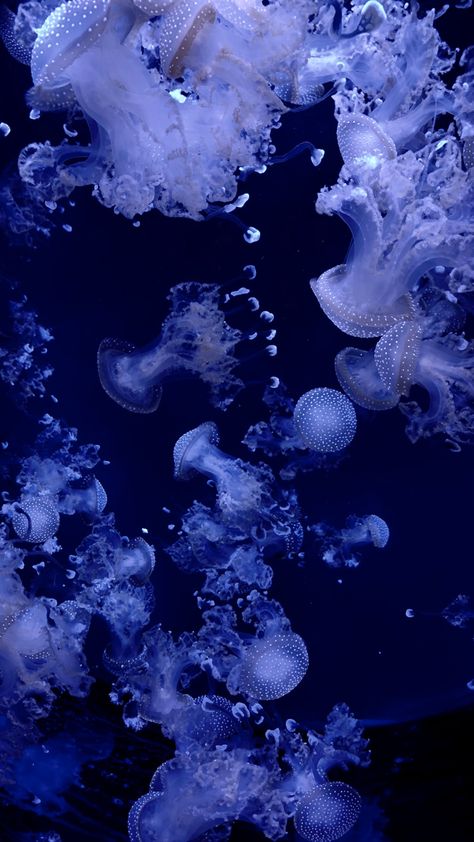 Genshin Jellyfish, Jellyfish Wallpaper Aesthetic, Jellyfish Background, Jellyfish Pictures, Jellyfish Wallpaper, Fish Icon, Blue Jellyfish, Jellyfish Art, Wallpapers Phone