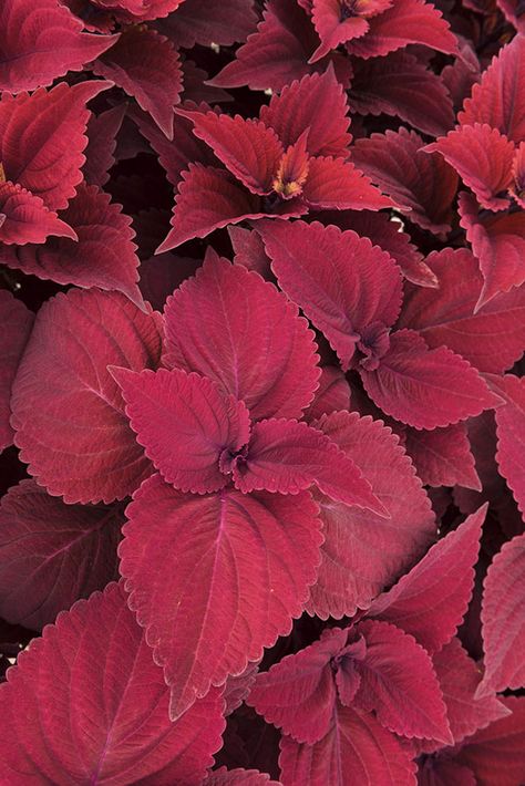 flowers. Red Coleus Plant, Red Plants For Landscaping, Medical Herb Garden, Red Coleus, House Tree Plants, Chakra Garden, Slipper Plant, Full Sun Container Plants, Coleus Plants