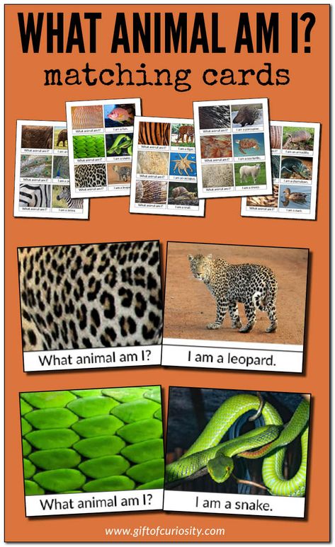 Wild Animal Kindergarten Activities, Animal Teaching Activities, Animal Prek Activities, Science Animal Activities Preschool, Montessori Zoology Activities, Zoo Animals Science Activities, Preschool Wild Animal Crafts, Wild Animals Montessori Activities, Animal Activity For Kindergarten