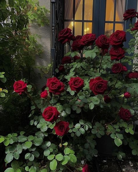 Munu | videography (@portgas_d_sarod) • Instagram photos and videos Red Roses Garden, Burgundy Aesthetic, Gothic Flowers, Dark Red Roses, Rose Aesthetic, Instagram Roses, Vintage Flowers Wallpaper, Boquette Flowers, Rosé Aesthetic