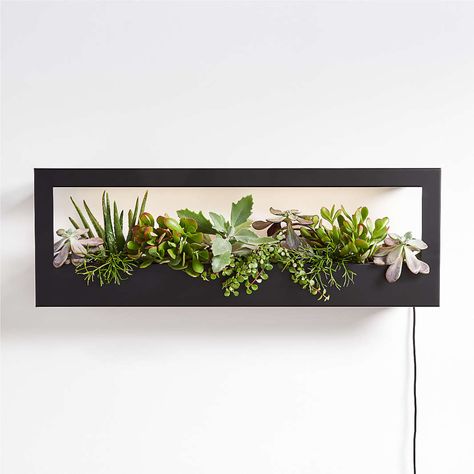 Indoor & Outdoor Planters: Wood, Wall Styles & More | Crate & Barrel Plant Frame, Framed Plants, Indoor Outdoor Planter, House Plants Decor, Led Grow Lights, Wall Planter, Landscaping Plants, Plant Pots, Outdoor Planters