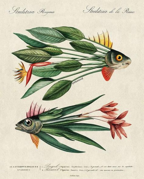 Vintage Surrealism, Illustration Kunst, Botanical Drawings, Fish Print, Art And Illustration, Fish Art, Botanical Illustration, Botanical Art, Surrealism