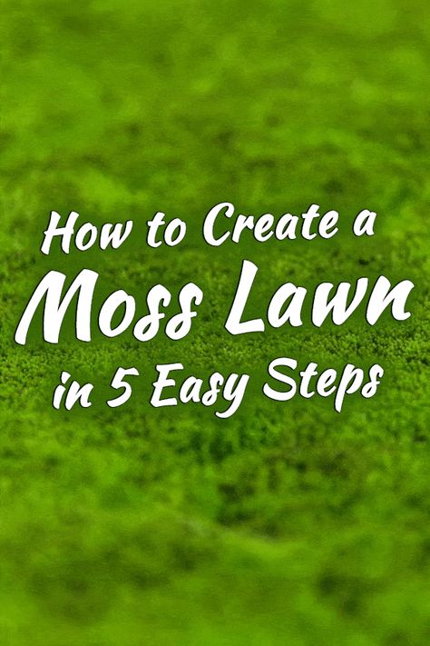 Moss Instead Of Grass Yards, Moss Yard Lawn, Moss Yard Ideas, Garden Moss Ideas, Moss Grass Lawn, Moss Stepping Stones, Moss Pathway, Moss Patio, How To Harvest Moss