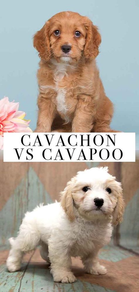 Cavachon vs Cavapoo – What’s the Difference? Cavachon Dog, Mixed Dogs, Cavapoo Dogs, Names Dog, Puppies Cutest, Cavachon Puppies, Puppies Pictures, Images Cartoon, Designer Dogs