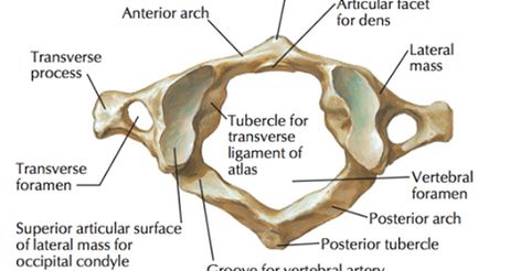 C1 Spine: Anatomy, Bony Landmark » How To Relief in 2020 | Atlas ...