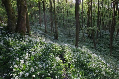 Tom Wood, Jaime Lannister, Arya Stark, Nature Aesthetic, Pretty Places, Green Aesthetic, Mother Earth, Clue, Beautiful World