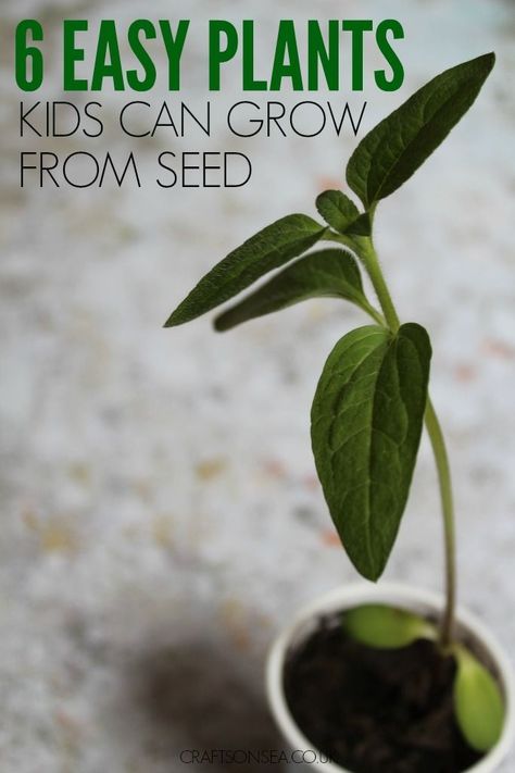 There's no one as results driven as kids so make sure you keep them excited about gardening with these 6 easy plants kids can grow from seed. Seed Craft, Spring Activities For Kids, Planting For Kids, Plants Unit, Grow From Seed, Gardening With Kids, Easy Plants To Grow, Seed Starter, Crafts And Activities For Kids