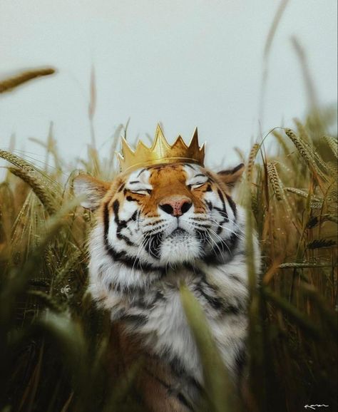 Evvi Art, Tiger Art, A Tiger, 귀여운 동물, Big Cats, Spirit Animal, Wild Cats, Animal Kingdom, Animal Photography