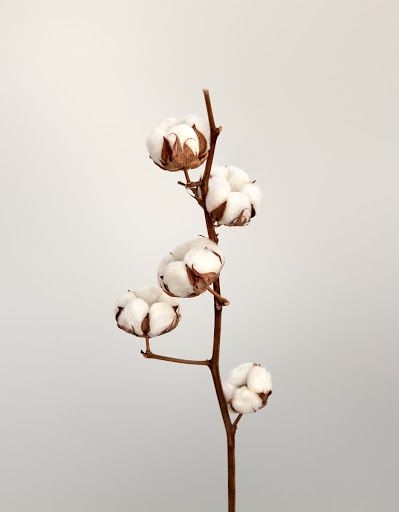 Cotton Plant Photography, Cotton Plant Illustration, Cotton Drawing, Cotton Aesthetic, Baby Store Display, Cotton Photography, Aesthetic Plant, Cotton Tree, Cotton Candy Nails