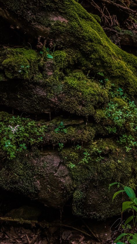 Mossy Rocks, Earth Texture, Stair Art, Mammoth Cave National Park, Plant Study, Secondary Research, Mammoth Cave, Environment Reference, Rock Aesthetic