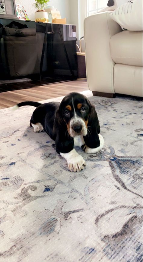 Basit Hound Puppies, Hound Dog Puppy, Beagle Basset Hound Mix Puppy, Puppy Basset Hound, Basset Hound Puppy Aesthetic, Cute Basset Hounds, Basset Hound Aesthetic, Basset Hound Tattoo, Bassett Hound Puppy