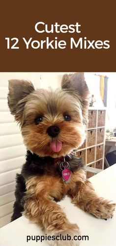 Terrier Mix Dogs Haircuts, Yorkie Mix Haircut, Chorkie Full Grown, Yorkie Puppies For Adoption Near Me, Yorkie Mixed Breeds, Yorkipoo Full Grown, Morkie Full Grown, Chorkie Haircut, Girl Yorkie Haircut