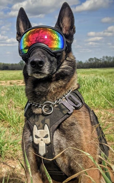 Tactical Dog Gear, Rex Specs, K9 Handler, Baby German Shepherds, K9 Police Dogs, Dog Soldiers, Service Dogs Gear, Belgian Malinois Dog, Military Dog