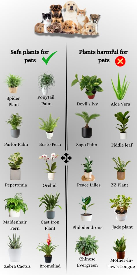 We’ve got a list of common plants that are safe for your 4 legged babies and also plants that should be avoided. Most of the time, plants are fine in the home as long as your pets don’t chew or ingest them. Non Toxic Cat Plants, Cat Safe Air Purifying Plants, Plants Cats Love, House Plants Safe For Cats And Dogs, Plants That Are Safe For Dogs, Plants Bad For Cats, Indoor Plants Nontoxic To Pets, Non Toxic House Plants Cat, Beginner Plants Indoor Pet Friendly