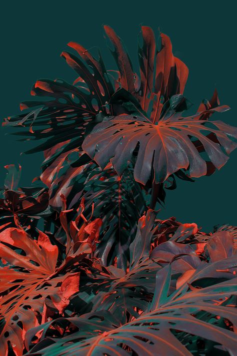 Splendid And Surreal Pictures by Al Mefer – Fubiz Media Plant Painting, Plant Aesthetic, Art Curator, Foto Art, Exotic Plants, Green Aesthetic, Of Wallpaper, Visual Artist, Aesthetic Wallpapers