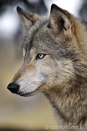 A beautiful wolf with piercing eyes, watching and waiting.... #dogsinpictures #wolf #wild Lup Singuratic, Wolf World, Wolf Husky, European Robin, Wolf Images, Wolf Photography, Wolf Photos, Timber Wolf, Wolf Wallpaper