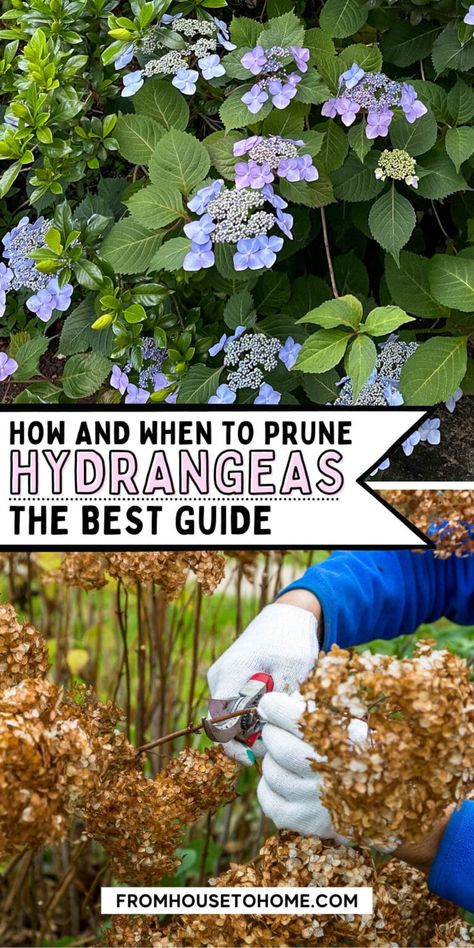 When To Trim Hydrangeas, Trimming Hydrangeas, Pruning Endless Summer Hydrangeas, Twist And Shout Hydrangea, Hydrangea Plant Care, Hydrangea House, When To Prune Hydrangeas, Bobo Hydrangea, Pruning Hydrangeas