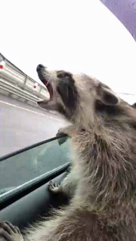 Raccoon tring to catch rain drops out of the car window - GIF on Imgur Raccoon Memes, Cute Raccoons, Cavo Tagoo Mykonos, Trash Pandas, Pet Raccoon, Cute Raccoon, Raccoon Funny, Couple Travel, Trash Panda