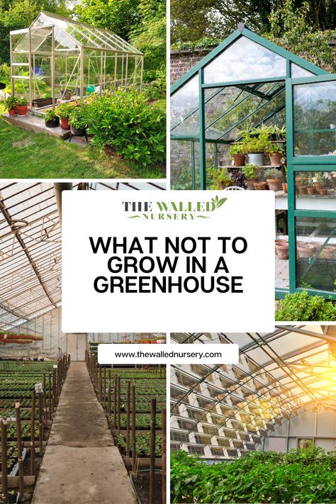 There are some plants that should not be grown in a greenhouse at all. Knowing what not to grow in a greenhouse is just as important as knowing what to grow. Growing In Greenhouses, Green House Beginners, Best Vegetables For Greenhouse, Greenhouse Vegetable Garden Layout, Diy Vegetable Greenhouse, Greenhouse Vertical Garden, Best Location For Greenhouse, Garden Green House Ideas, Hoop House Garden Layout