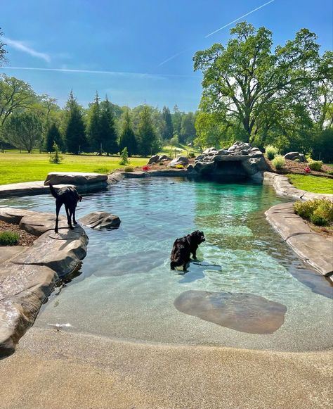 Swimming Ponds, Dogs And Humans, Dream Backyard Pool, Natural Swimming Ponds, Swimming Pond, Natural Swimming Pools, Natural Swimming Pool, Dream Pools, Natural Design