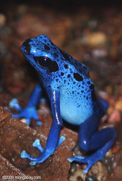 Blue Poison Dart Frog, Poison Dart Frog, Dart Frogs, Blue Dart, Poison Dart, Dart Frog, Wallpaper Nature, Animal Wallpaper, Amphibians