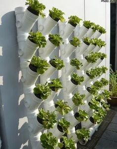 PVC pipes for growing veggies and herbs - http://www.soshiok.com/article/18657 An idea from Singapore AVA Collect the rainwater and self irrigate ... Awesome Vertical Vegetable Gardens, Vertical Garden Design, Vertical Vegetable Garden, نباتات منزلية, Vertical Garden Wall, Vertical Herb Garden, Vertical Garden Diy, Plants Growing, Vertical Gardening