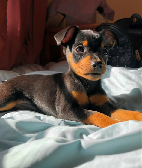 Mini Pinscher Puppy, Perro Doberman Pinscher, Mini Doberman, Miniature Pinscher Puppy, Miniature Pinscher Dog, Mini Pinscher, Min Pins, Doberman Pinscher Dog, Cute Dogs Images