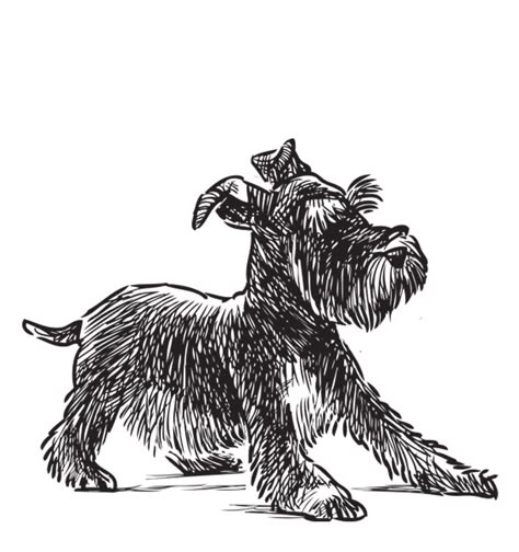 Schnauzer Drawing, Drawing Silhouette, Dog Schnauzer, Schnauzer Art, Miniature Schnauzer Puppies, Puppy Drawing, Schnauzer Puppy, Schnauzer Dogs, Mini Schnauzer