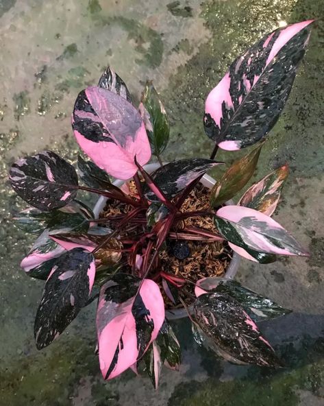 Rare House Plants, Pink Alocasia, Rare Philodendron Types, Syngonium Pink Perfection, Alocasia Pink Princess, Philodendron Florida Beauty Variegated, Orchid Fertilizer, Begonia Maculata, Jewel Orchid