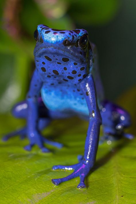 Colorful Frogs Photography, Blue Dart Frog, Cool Frogs, Frog Pose Yoga, Frog Crafts Preschool, Poisonous Frog, Blue Poison Dart Frog, Colorful Frogs, Frog Pose