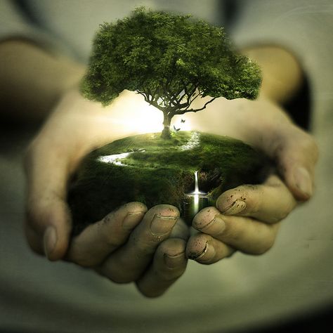 Image Zen, Save Trees, Tree Hugger, Beautiful Tree, Tree Art, Go Green, Mother Earth, A Tree, Mother Nature