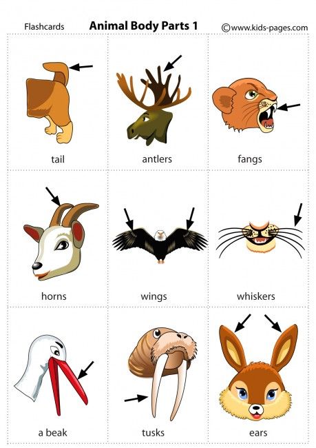 Animal Body Parts 1 flashcard Animal Body Parts Worksheet, Parts Of Animals, Ingles Kids, Animals Name In English, Animal Body Parts, Learning English For Kids, English Learning Spoken, Kids English, Printable Flash Cards