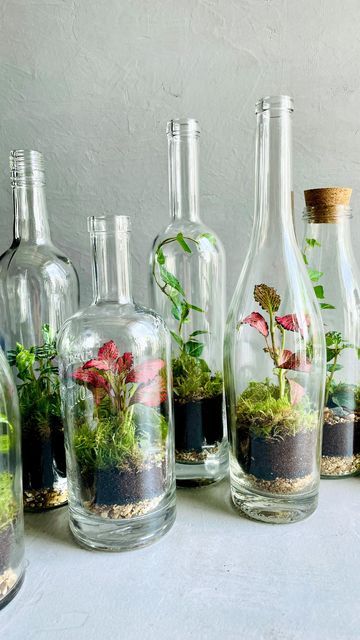 Glass Bottle Terrarium Diy, Soda Bottle Terrarium, Glass Bottle Repurposed, Recycled Terrarium, Glass Bottle Terrarium, Liquor Bottle Terrarium, Plant In A Bottle, Plants In A Bottle, Cool Terrarium