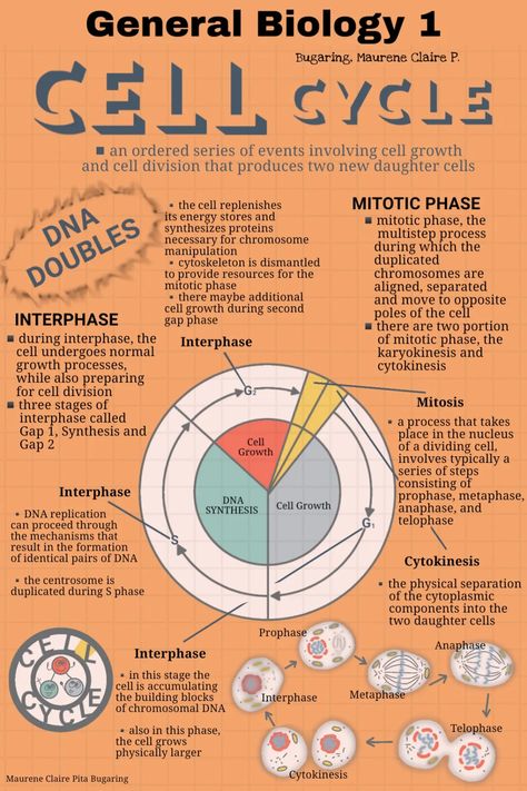 About Cell Cycle Infographic The Cell Cycle Notes, Cell Cycle And Cell Division Notes For Neet, Cell Cycle Project, Cell Cycle And Cell Division Notes, Cell Cycle Diagram, Cell Infographic, Cell Cycle Notes, Cell Division Notes, Cell Cycle And Cell Division