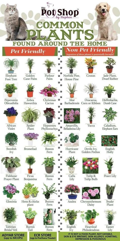 Safe House Plants, Cat Safe Plants, Katt Grejer, Plants Pet Friendly, نباتات منزلية, Violet Plant, Safe House, Plant Care Houseplant, Inside Plants