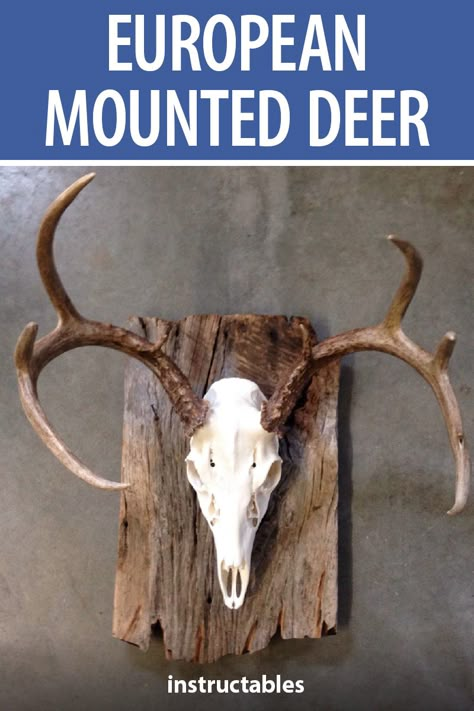 Hunting Ideas Diy, Rustic Deer Mounts, Barnwood Deer Mount, Mounting Deer Skull, How To Make A European Deer Mount, How To Do A European Deer Mount, Euro Deer Mount, European Mount Deer Skull, Diy Deer Skull Mount