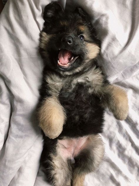 Baby German Shepherds, German Sheperd Dogs, Cute German Shepherd Puppies, Staffordshire Terriers, Cute Dogs Images, Cute Dog Photos, Cute Animals Puppies, Very Cute Dogs, Really Cute Dogs