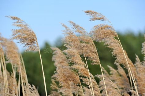 Common Reed (Phragmites). Panicles of common reed (phragmites); green tress in t #Sponsored , #Affiliate, #Ad, #Phragmites, #Common, #green, #Panicles Common Reed, Stock Photography Free, Illustration Artwork, Stock Photography, Stock Images, Plants, Flowers, Green, Photography