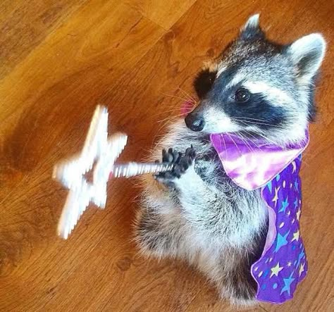 Ballet Routine, Meme Chat, Trash Pandas, Pet Raccoon, Cute Raccoon, Raccoon Funny, Funny Animal Photos, Trash Panda, Pretty Animals