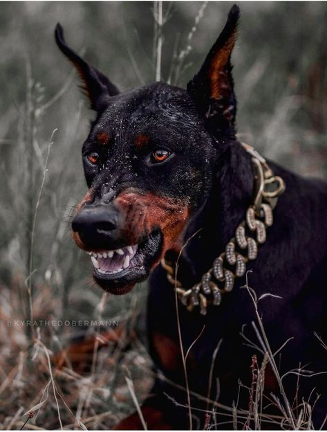 Doberman Pinscher Scary, Scary Looking Dogs, Aggressive Dog Tattoo, Mean Doberman, Doberman Agressive, Aggressive Doberman, Black Big Dogs, Doberman Pinscher Aesthetic, Doberman Barking